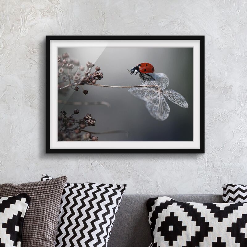 

Póster enmarcado - Ladybird On Hydrangea Dimensión LxA: 50cm x 70cm, Marco: Negro
