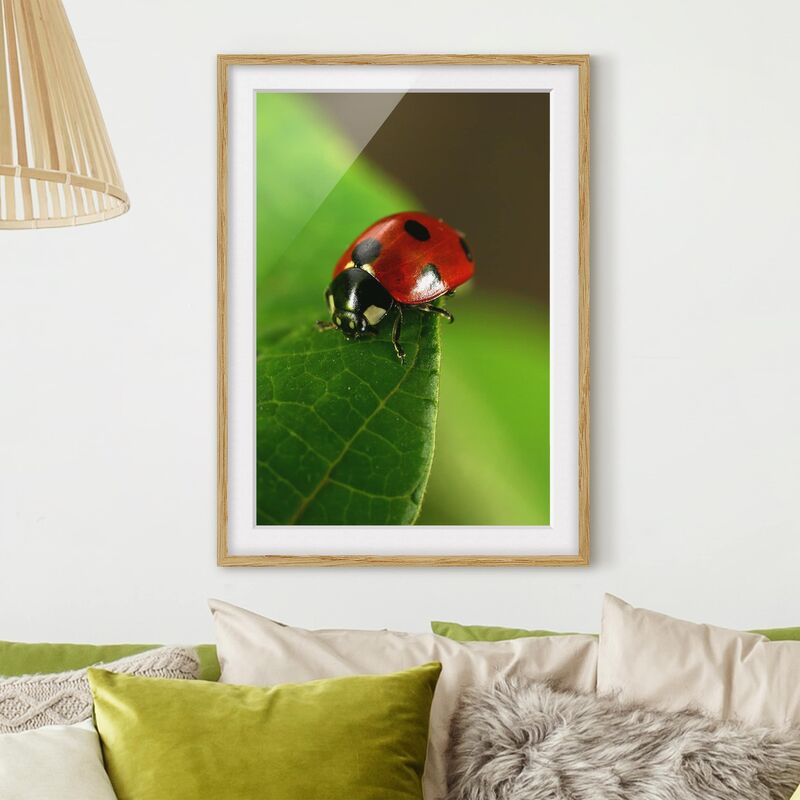 

Póster enmarcado - Ladybird Dimensión LxA: 100cm x 70cm, Marco: Roble