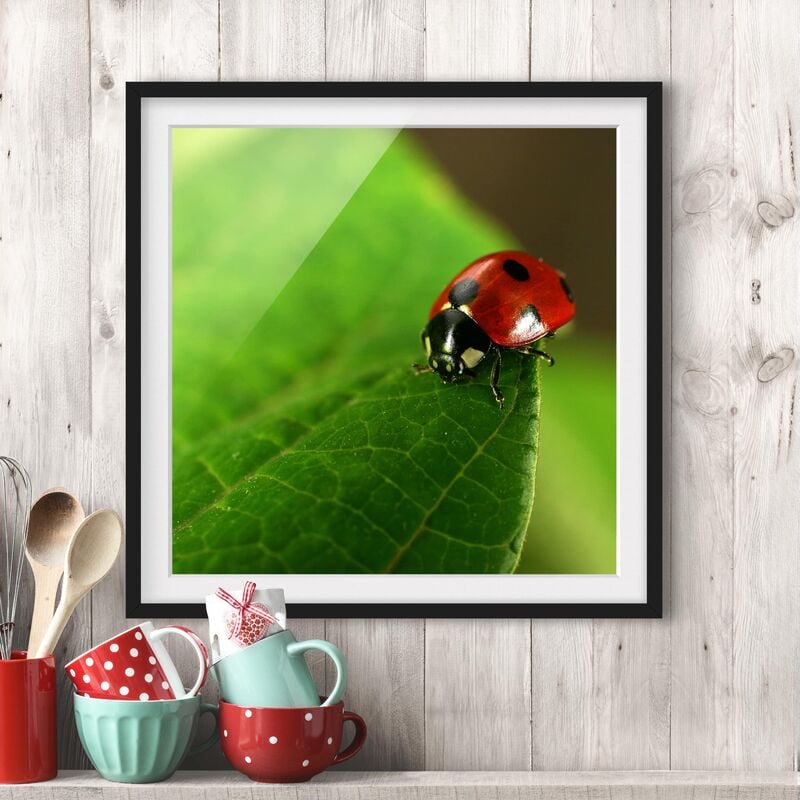 

Póster enmarcado - Ladybird Dimensión LxA: 30cm x 30cm, Marco: Negro