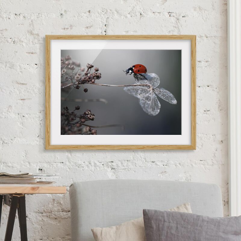 

Póster enmarcado - Ladybird On Hydrangea Dimensión LxA: 30cm x 40cm, Marco: Roble