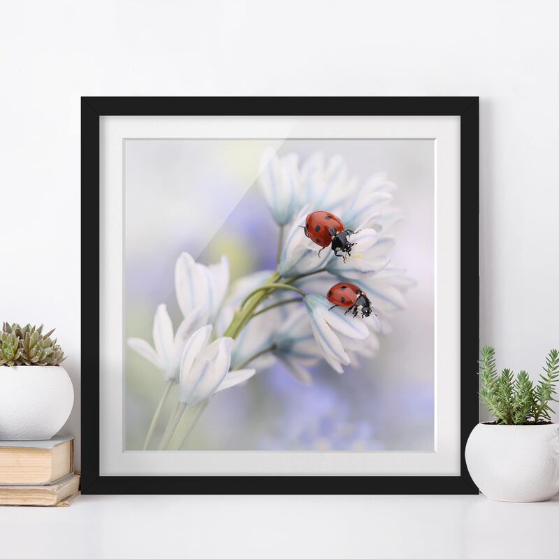 

Póster enmarcado - Ladybugs Couple Dimensión LxA: 20cm x 20cm, Marco: Negro