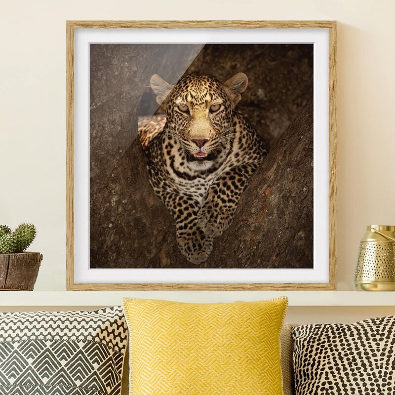 

Póster enmarcado - Leopard Resting On A Tree Dimensión LxA: 50cm x 50cm, Marco: Roble