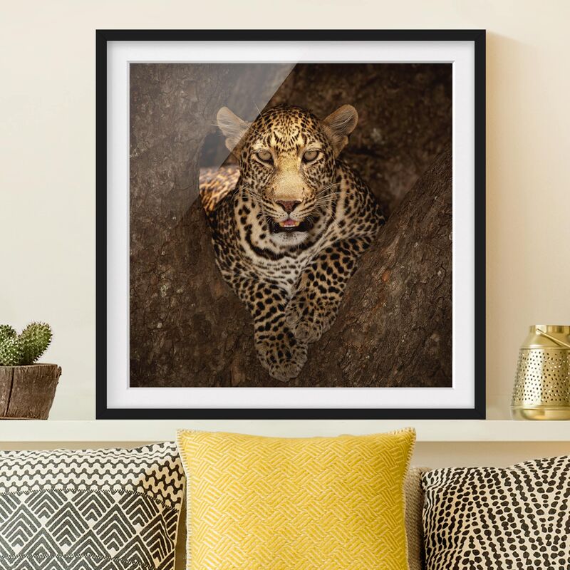 

Póster enmarcado - Leopard Resting On A Tree Dimensión LxA: 30cm x 30cm, Marco: Negro