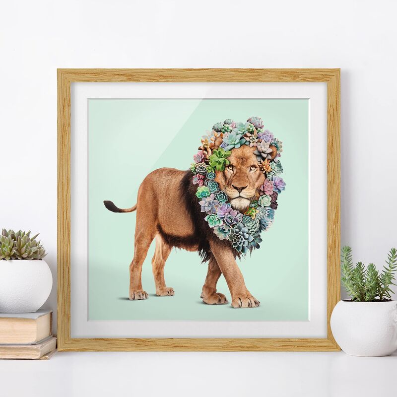 

Póster enmarcado - Leone con Succulente Dimensión LxA: 50cm x 50cm, Marco: Roble