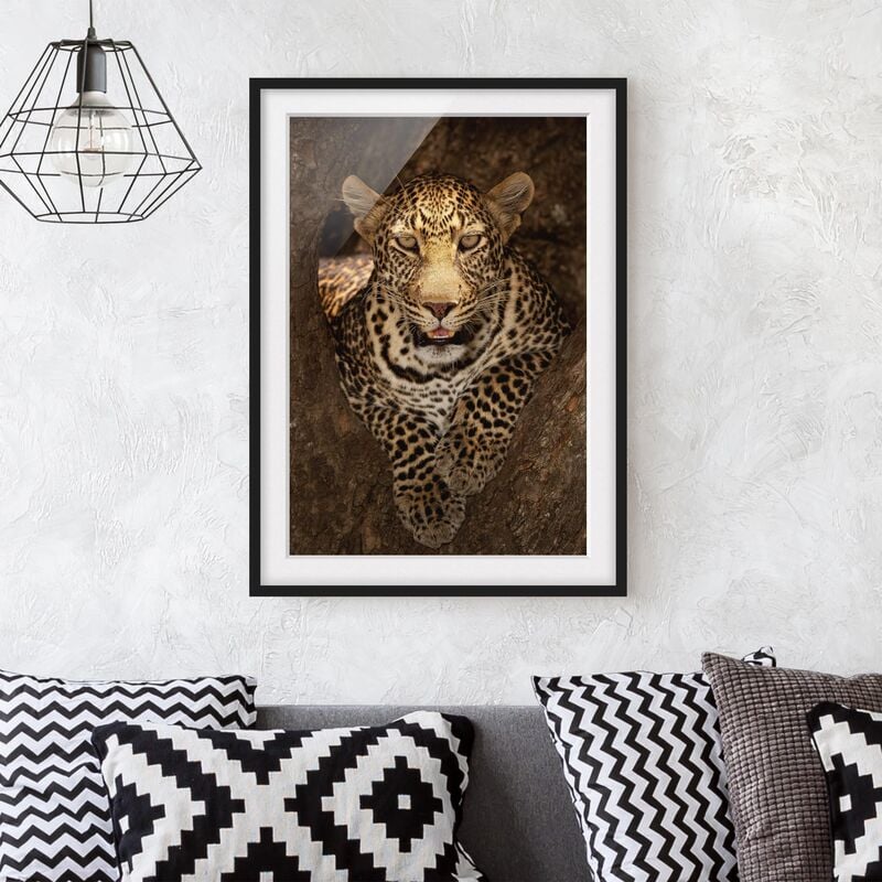 

Póster enmarcado - Leopard Resting On A Tree Dimensión LxA: 24cm x 18cm, Marco: Negro