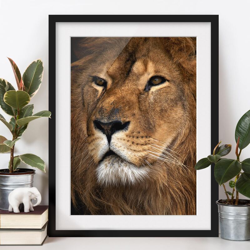 

Póster enmarcado - Lions Look Dimensión LxA: 40cm x 30cm, Marco: Negro