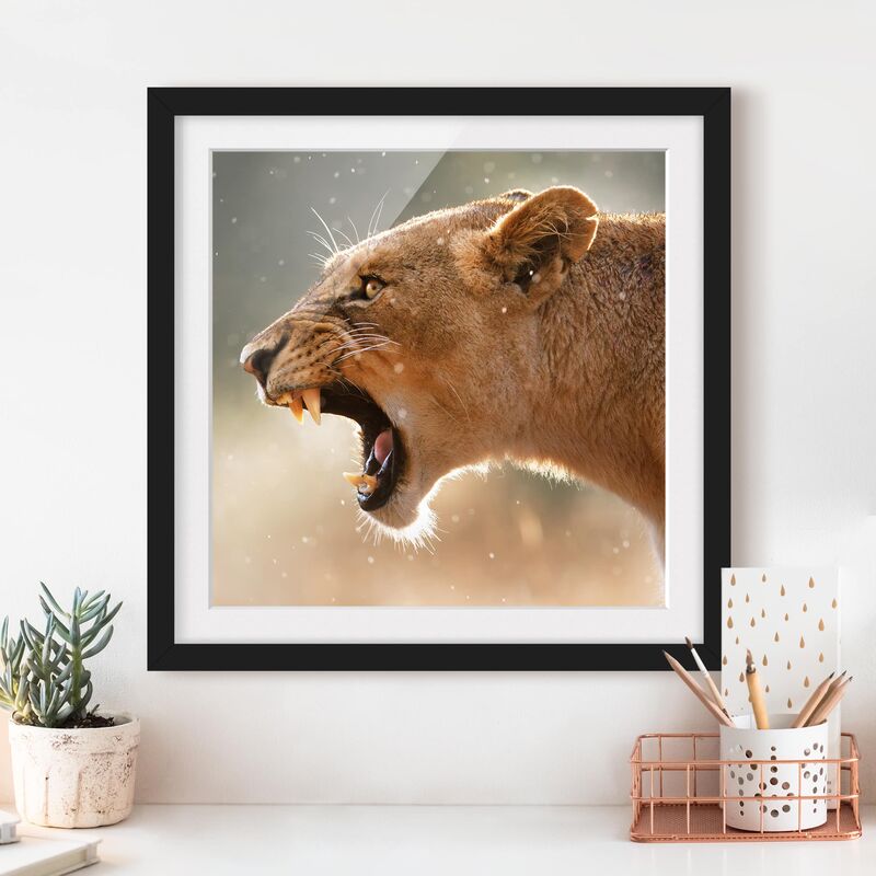 

Póster enmarcado - Lioness On The Hunt Dimensión LxA: 50cm x 50cm, Marco: Negro