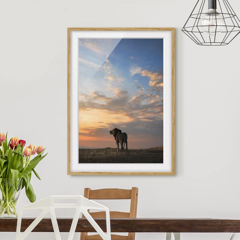 

Póster enmarcado - Lion In Sunset Dimensión LxA: 70cm x 50cm, Marco: Roble