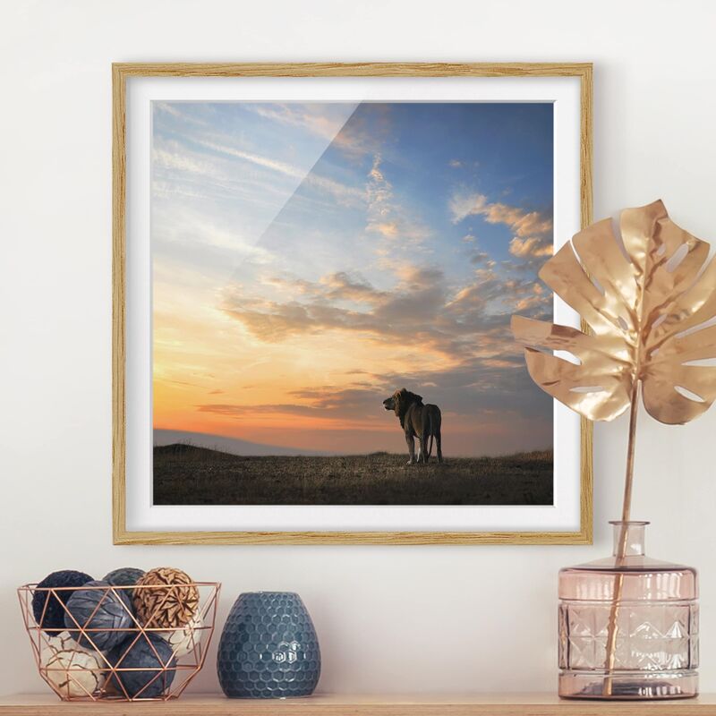 

Póster enmarcado - Lion In Sunset Dimensión LxA: 70cm x 70cm, Marco: Roble