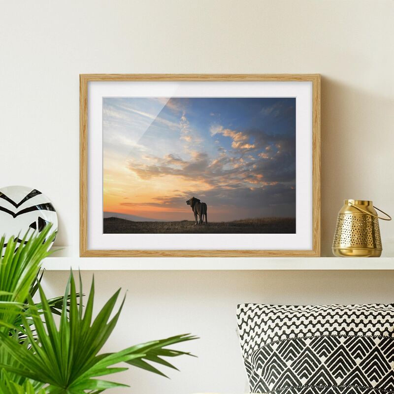 

Póster enmarcado - Lion In Sunset Dimensión LxA: 40cm x 55cm, Marco: Roble