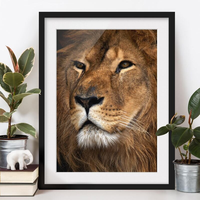 

Póster enmarcado - Lions Look Dimensión LxA: 55cm x 40cm, Marco: Negro