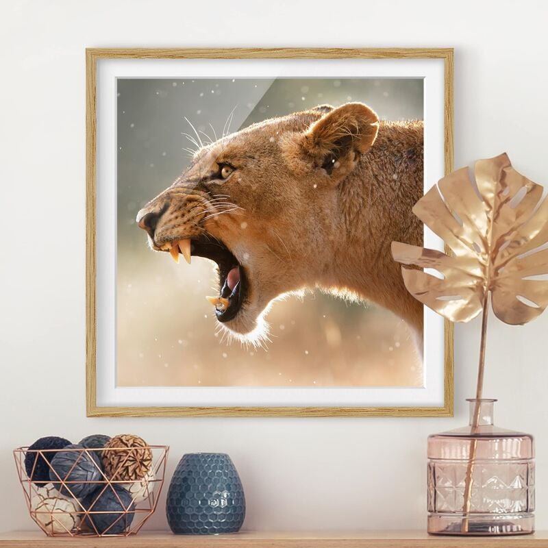 

Póster enmarcado - Lioness On The Hunt Dimensión LxA: 70cm x 70cm, Marco: Roble