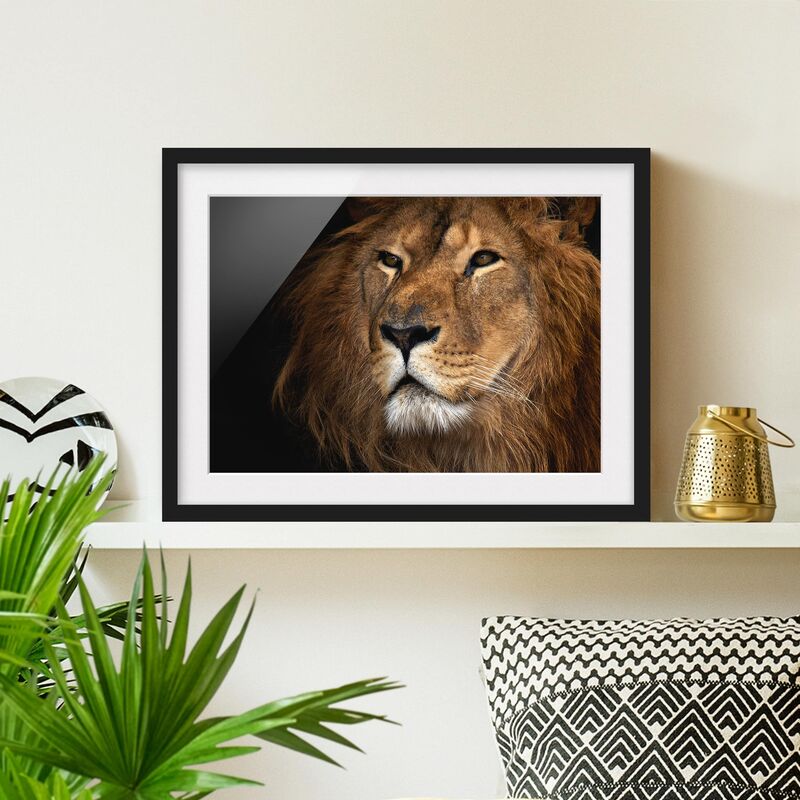 

Póster enmarcado - Lions Look Dimensión LxA: 30cm x 40cm, Marco: Negro