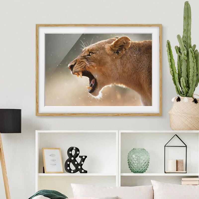 

Póster enmarcado - Lioness On The Hunt Dimensión LxA: 18cm x 24cm, Marco: Roble