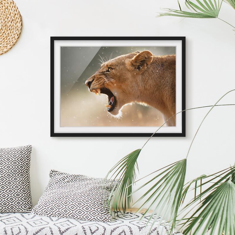 

Póster enmarcado - Lioness On The Hunt Dimensión LxA: 70cm x 100cm, Marco: Negro
