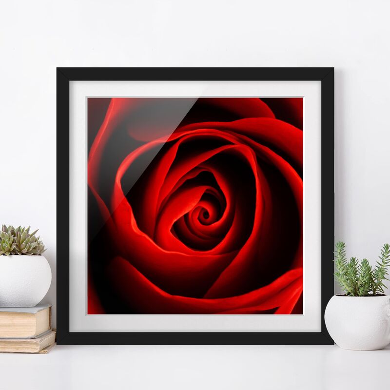 

Póster enmarcado - Lovely Rose Dimensión LxA: 50cm x 50cm, Marco: Negro
