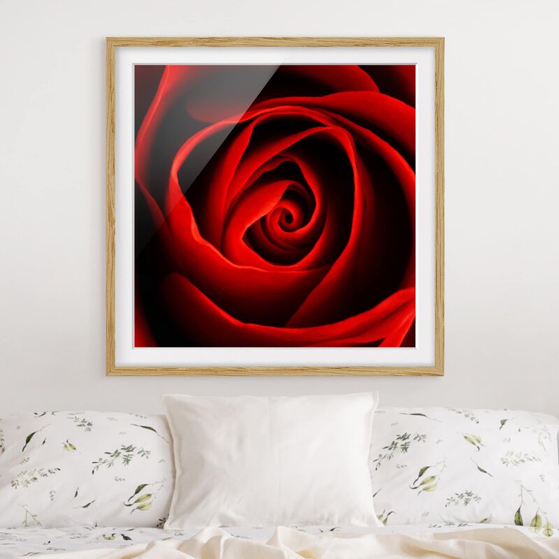 

Póster enmarcado - Lovely Rose Dimensión LxA: 30cm x 30cm, Marco: Roble