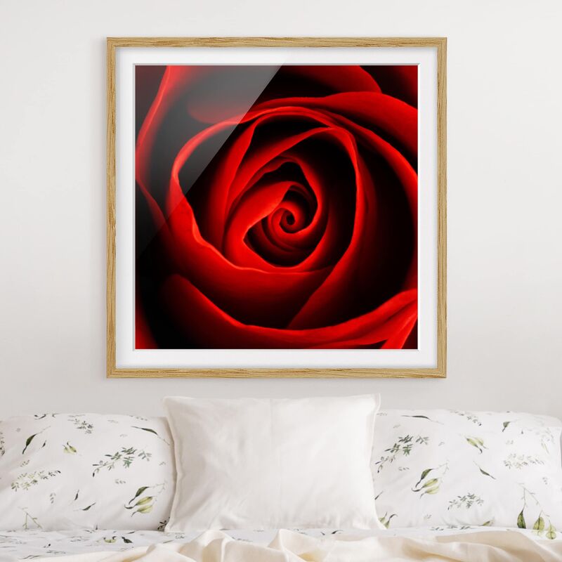 

Póster enmarcado - Lovely Rose Dimensión LxA: 70cm x 70cm, Marco: Roble