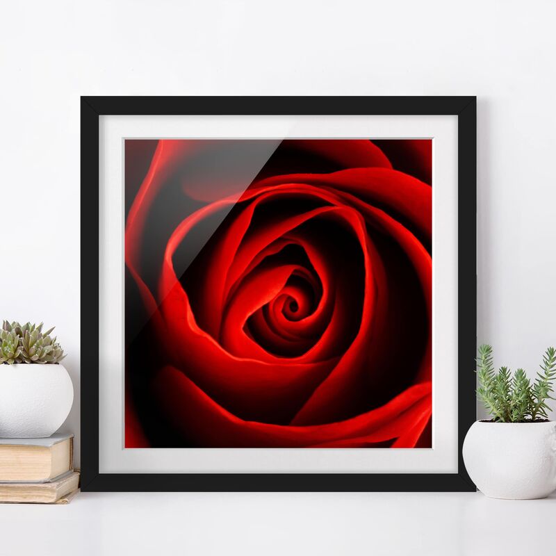 

Póster enmarcado - Lovely Rose Dimensión LxA: 70cm x 70cm, Marco: Negro