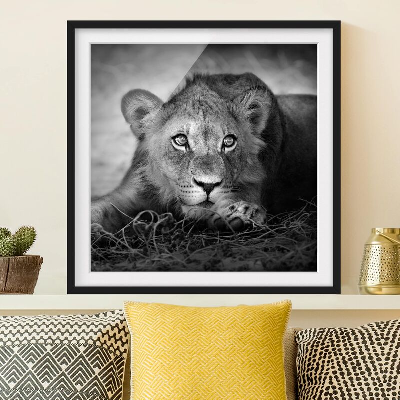 

Póster enmarcado - Lurking Lionbaby Dimensión LxA: 30cm x 30cm, Marco: Negro
