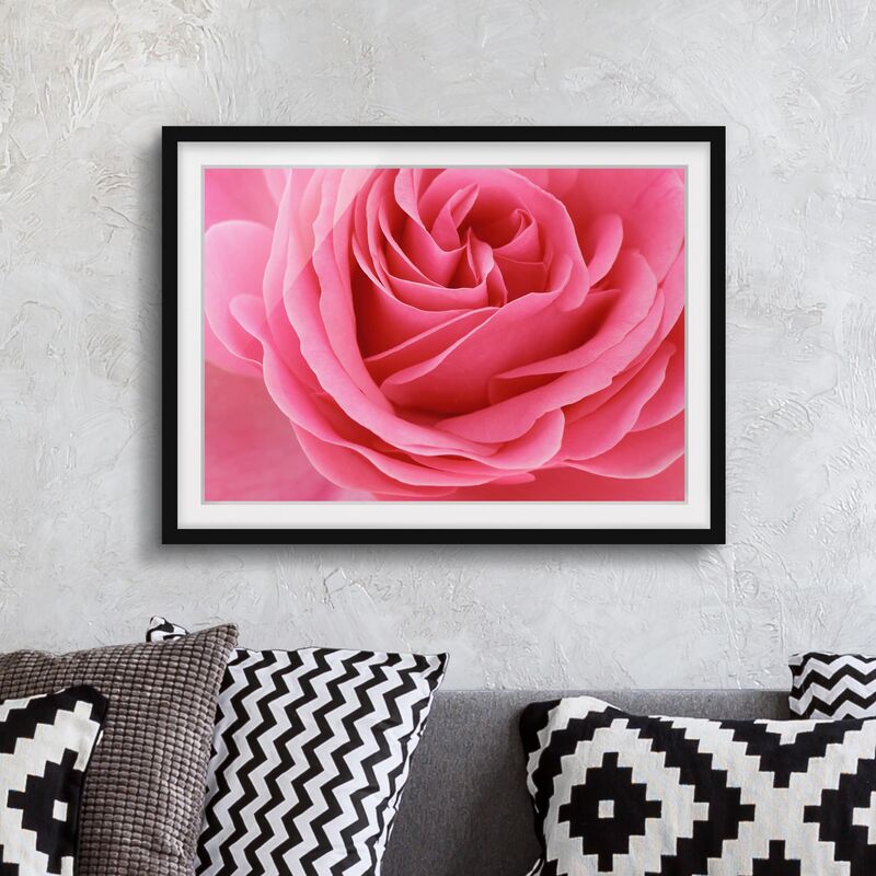 

Póster enmarcado - Lustful Pink Rose Dimensión LxA: 70cm x 100cm, Marco: Negro
