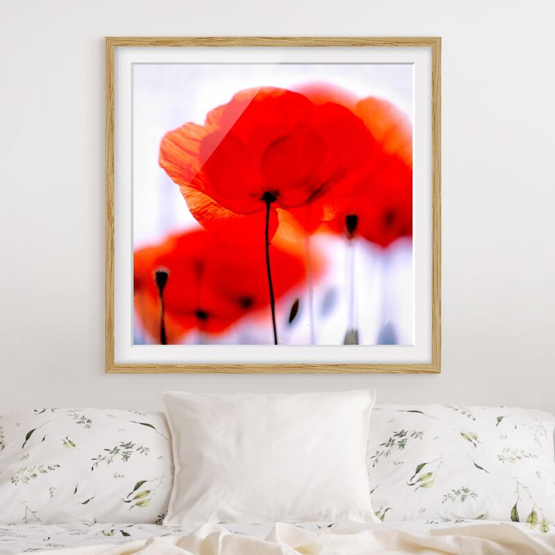 

Póster enmarcado - Magic Poppies Dimensión LxA: 70cm x 70cm, Marco: Roble