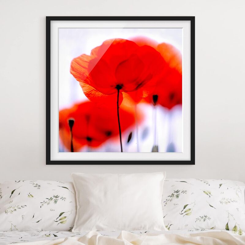 

Póster enmarcado - Magic Poppies Dimensión LxA: 50cm x 50cm, Marco: Negro