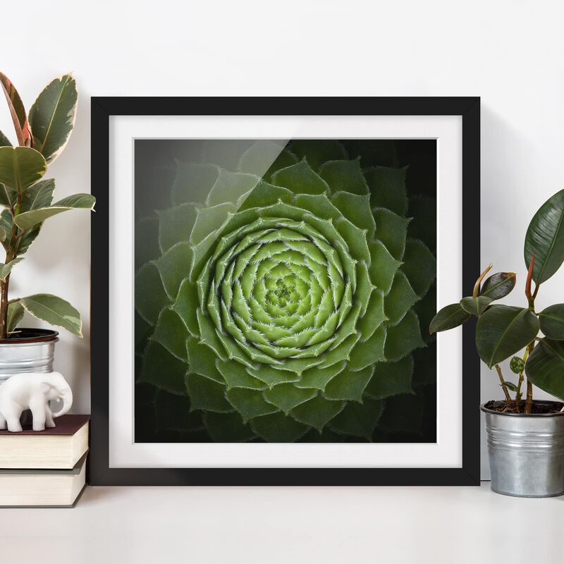 

Póster enmarcado - Mandala Succulente Dimensión LxA: 70cm x 70cm, Marco: Negro