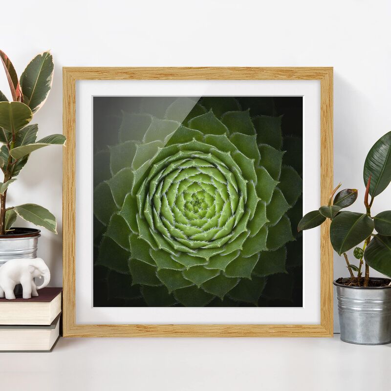 

Póster enmarcado - Mandala Succulente Dimensión LxA: 70cm x 70cm, Marco: Roble