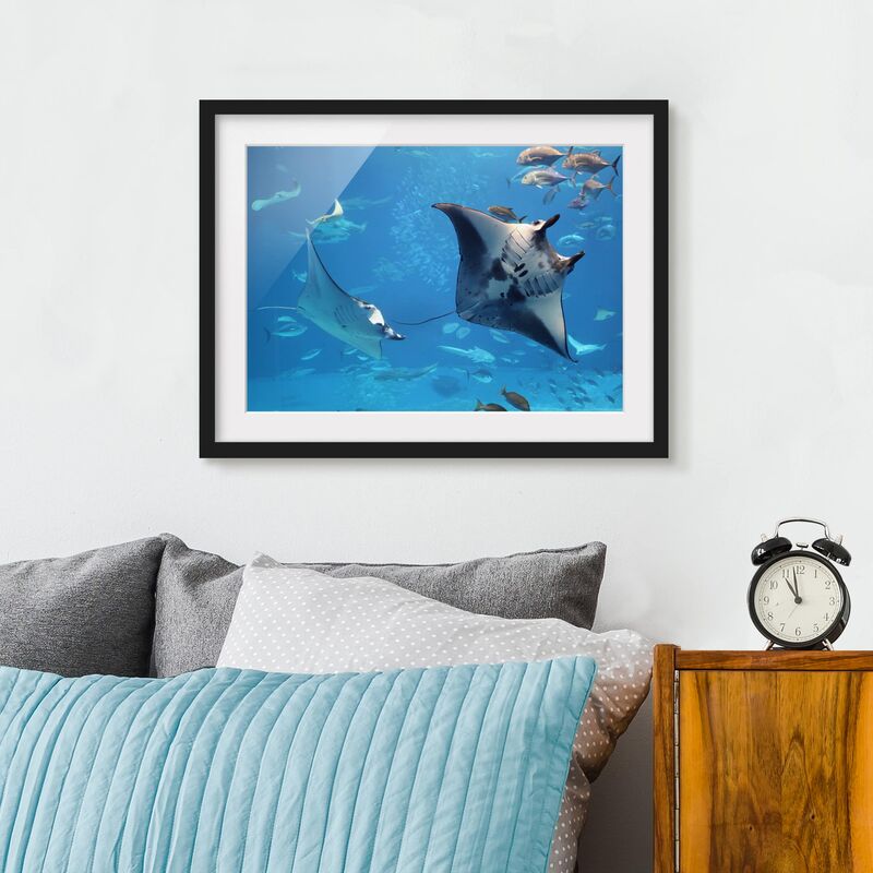 

Póster enmarcado - Manta Ray Dimensión LxA: 50cm x 70cm, Marco: Negro