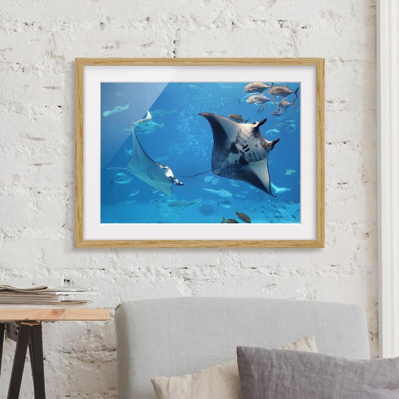 

Póster enmarcado - Manta Ray Dimensión LxA: 40cm x 55cm, Marco: Roble