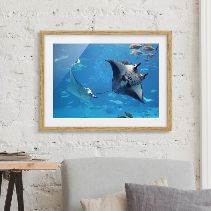 

Póster enmarcado - Manta Ray Dimensión LxA: 70cm x 100cm, Marco: Roble