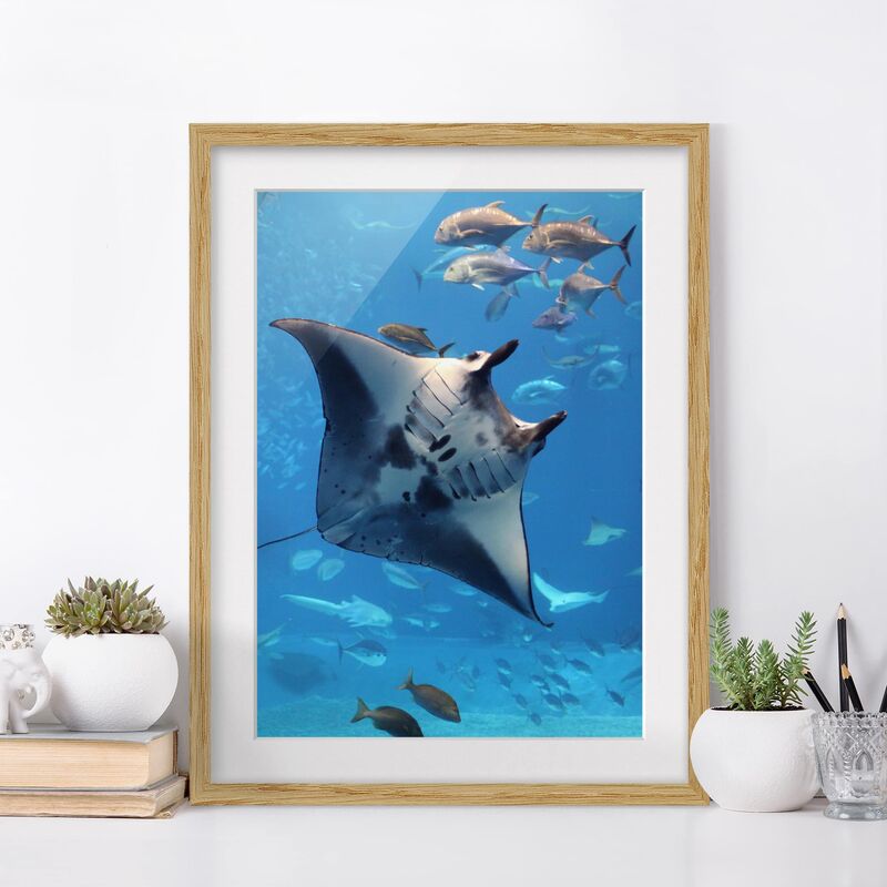 

Póster enmarcado - Manta Ray Dimensión LxA: 100cm x 70cm, Marco: Roble