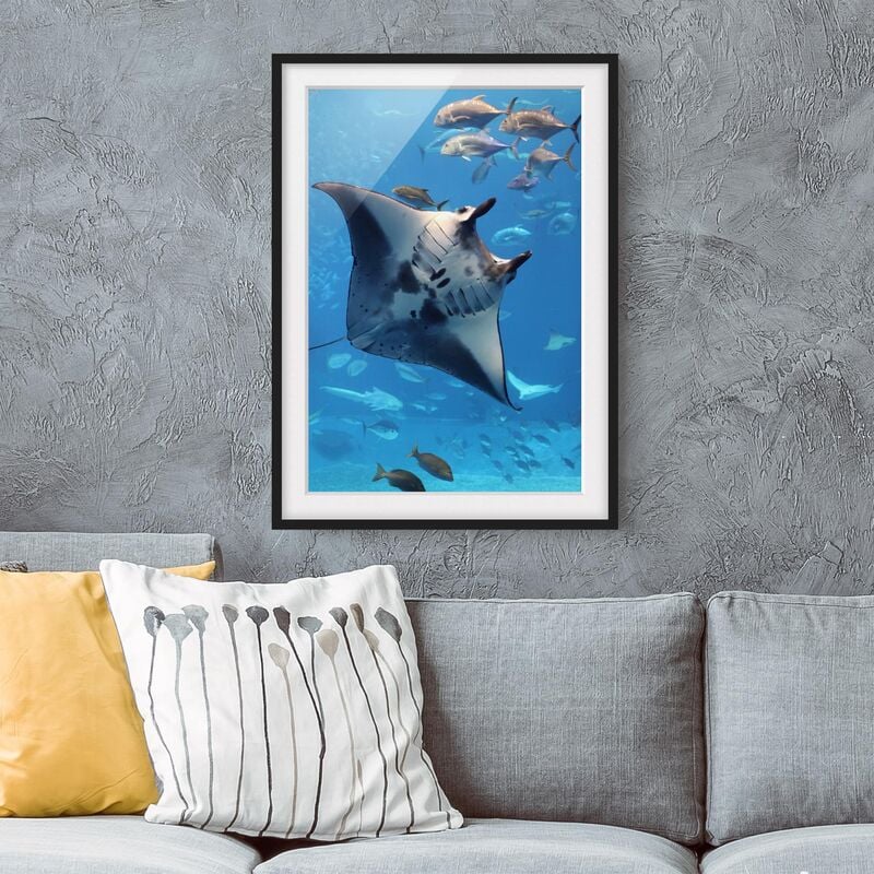 

Póster enmarcado - Manta Ray Dimensión LxA: 70cm x 50cm, Marco: Negro