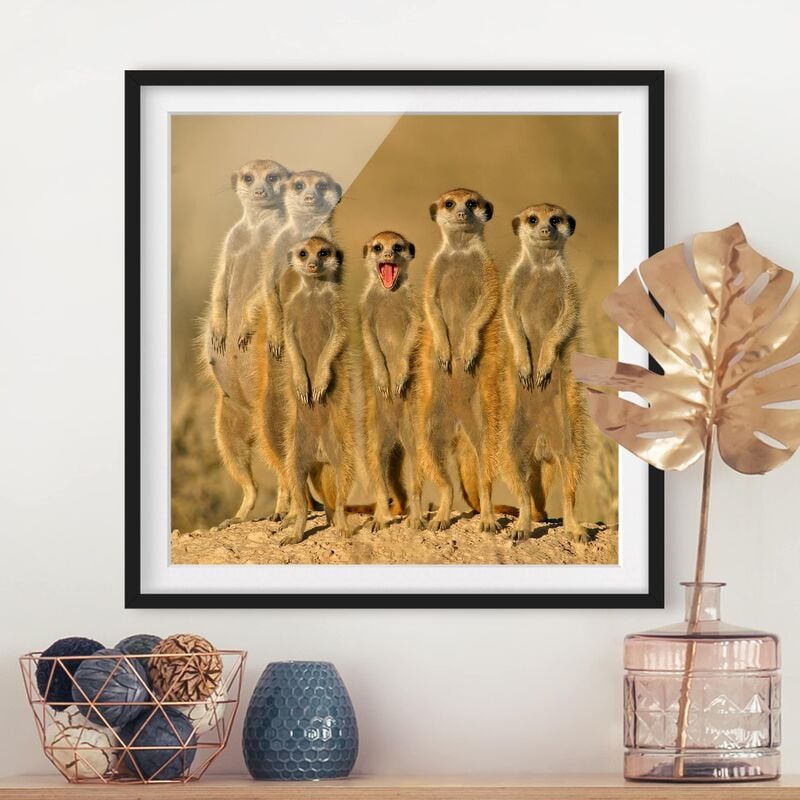 

Póster enmarcado - Meerkat Family Dimensión LxA: 30cm x 30cm, Marco: Negro
