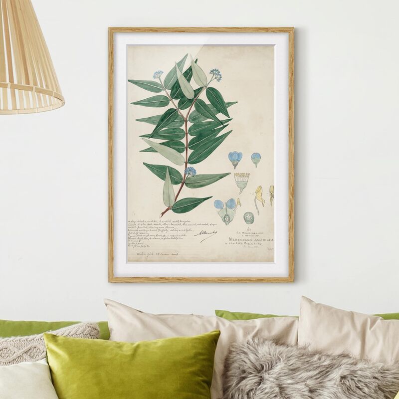 

Póster enmarcado - Melastomataceae - Ambile Dimensión LxA: 55cm x 40cm, Marco: Roble