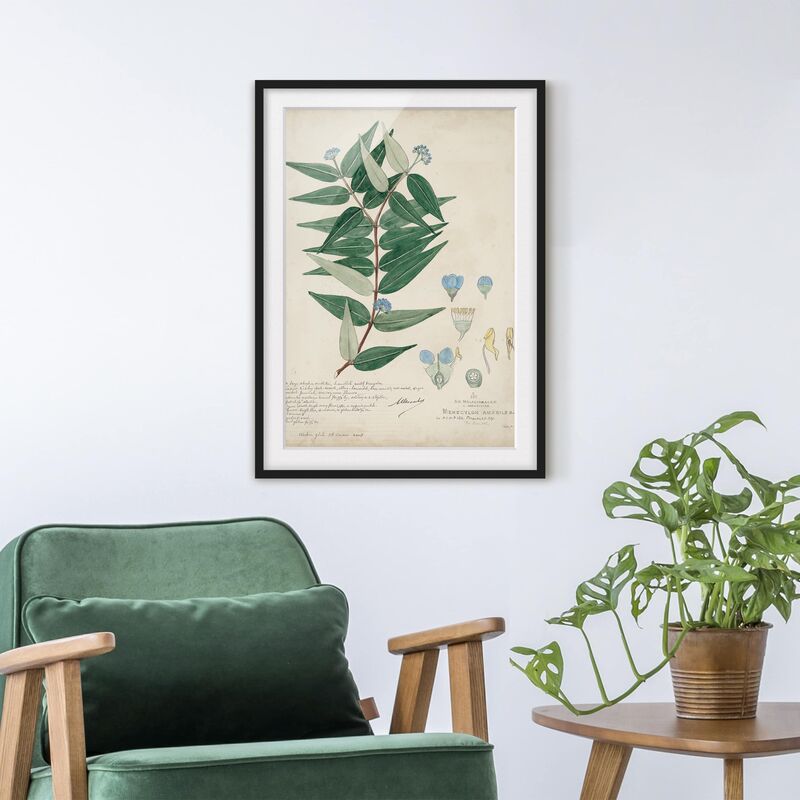 

Póster enmarcado - Melastomataceae - Ambile Dimensión LxA: 70cm x 50cm, Marco: Negro