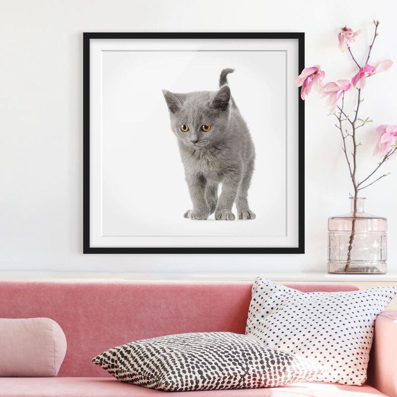 

Póster enmarcado - Mini Kitty Dimensión LxA: 50cm x 50cm, Marco: Negro