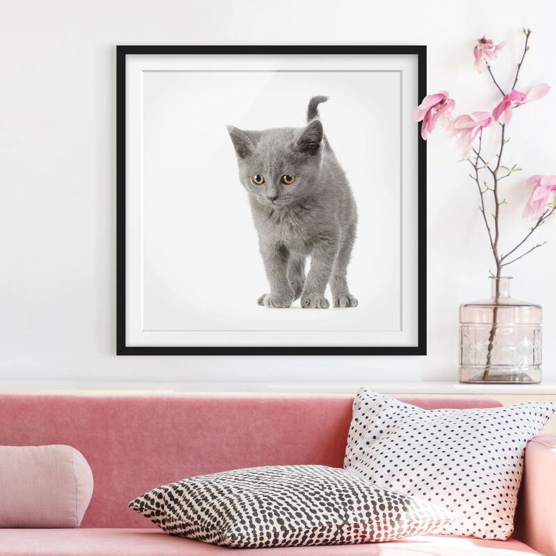 

Póster enmarcado - Mini Kitty Dimensión LxA: 70cm x 70cm, Marco: Negro