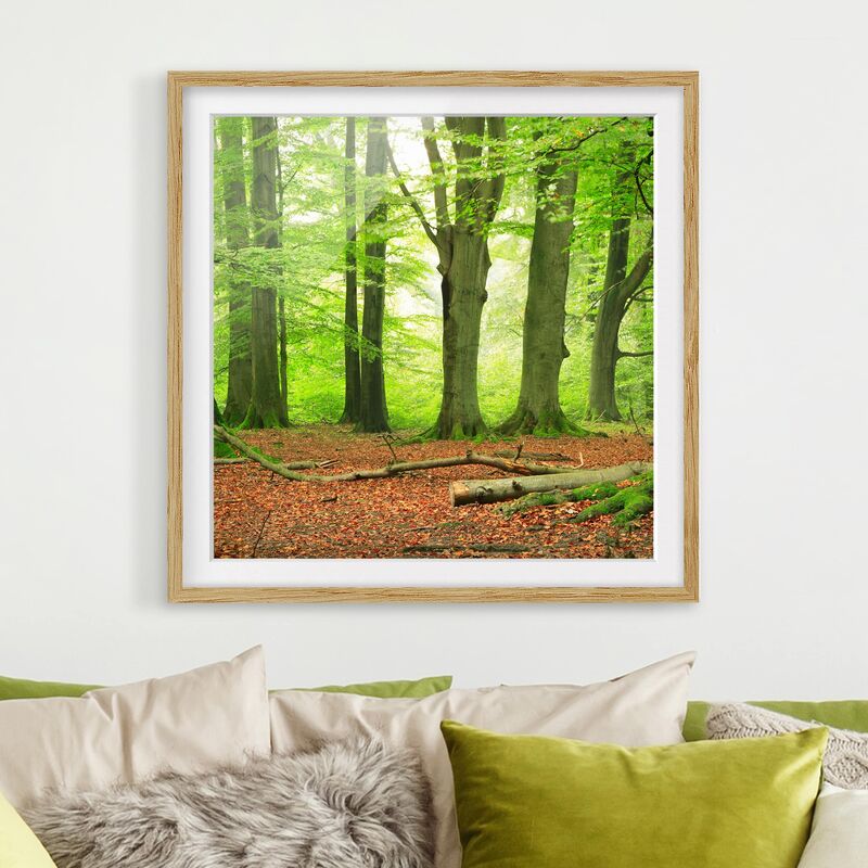 

Póster enmarcado - Mighty Beech Trees Dimensión LxA: 20cm x 20cm, Marco: Roble
