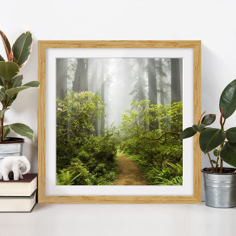 

Póster enmarcado - Misty Forest Path Dimensión LxA: 70cm x 70cm, Marco: Roble