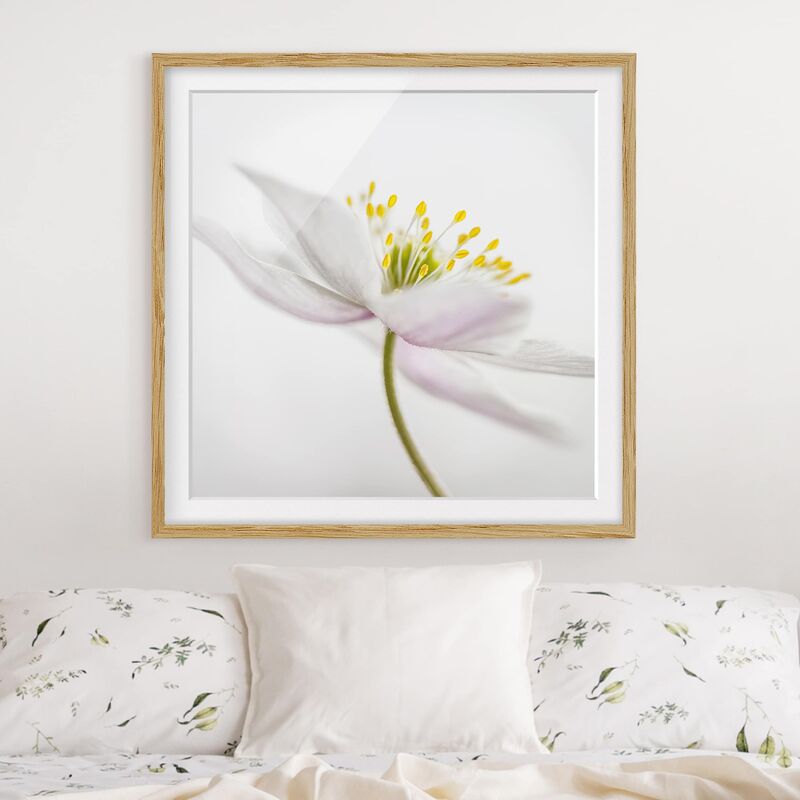 

Póster enmarcado - Nemorosa Dimensión LxA: 50cm x 50cm, Marco: Roble