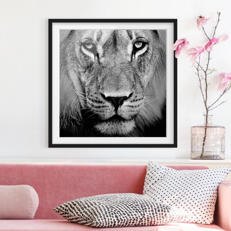 

Póster enmarcado - No.273 Old Lion Dimensión LxA: 70cm x 70cm, Marco: Negro