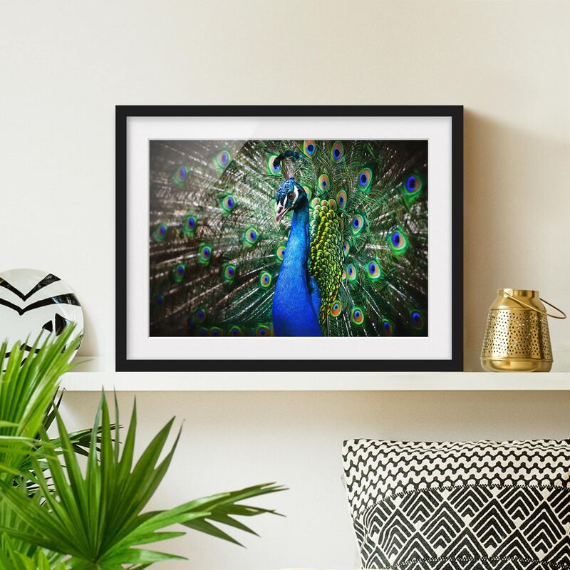 

Póster enmarcado - Noble Peacock Dimensión LxA: 50cm x 70cm, Marco: Negro