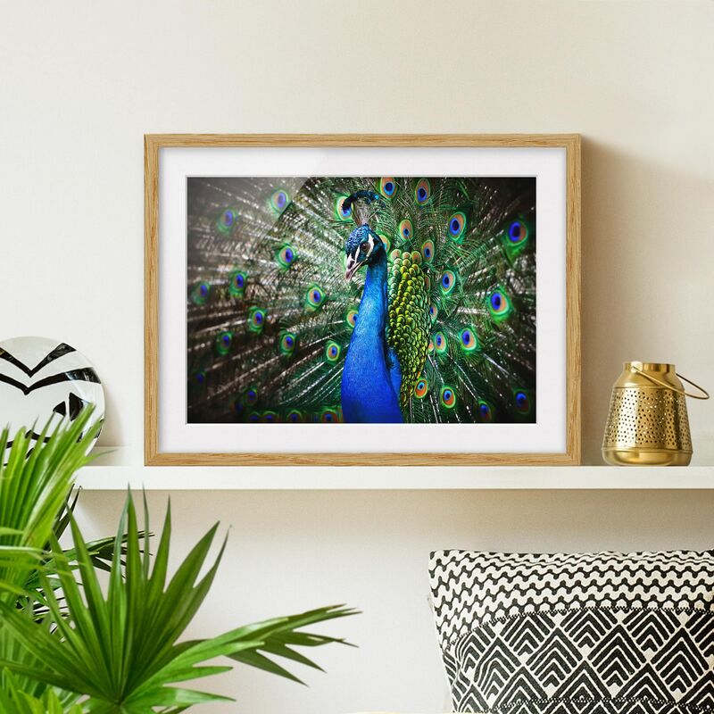 

Póster enmarcado - Noble Peacock Dimensión LxA: 50cm x 70cm, Marco: Roble