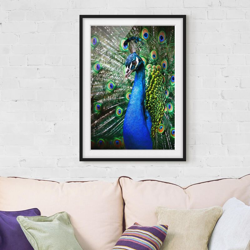 

Póster enmarcado - Noble Peacock Dimensión LxA: 40cm x 30cm, Marco: Negro