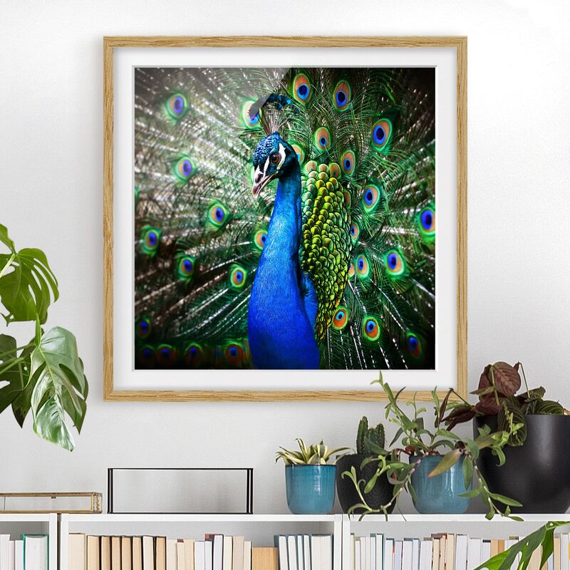 

Póster enmarcado - Noble Peacock Dimensión LxA: 30cm x 30cm, Marco: Roble