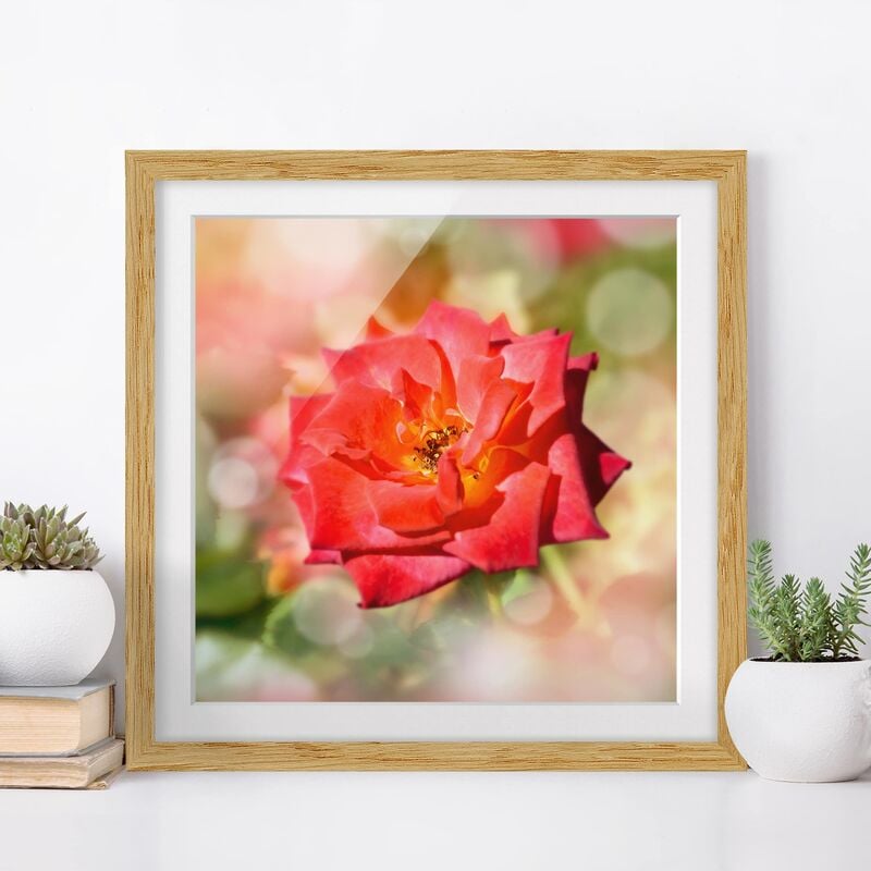 

Póster enmarcado - No.Yk19 Shining Rose Dimensión LxA: 30cm x 30cm, Marco: Roble