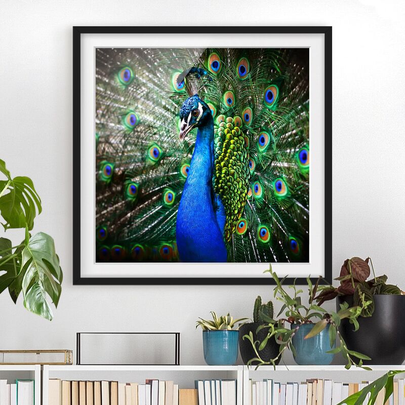 

Póster enmarcado - Noble Peacock Dimensión LxA: 20cm x 20cm, Marco: Negro