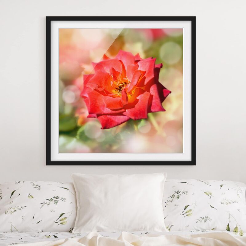 

Póster enmarcado - No.Yk19 Shining Rose Dimensión LxA: 20cm x 20cm, Marco: Negro